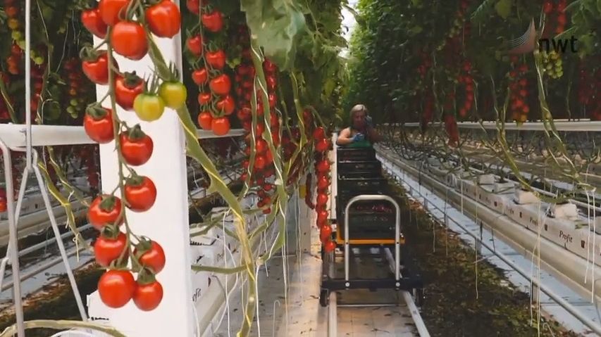 Chtějí pěstovat víc českých rajčat, ale narazili na bankovní úředníky